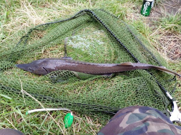 Neue Fangbilder online